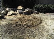 stump_after